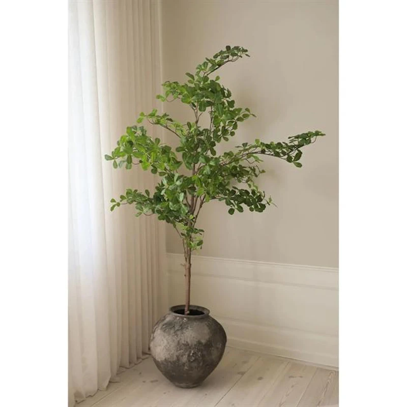 Tropical Almond Tree Green