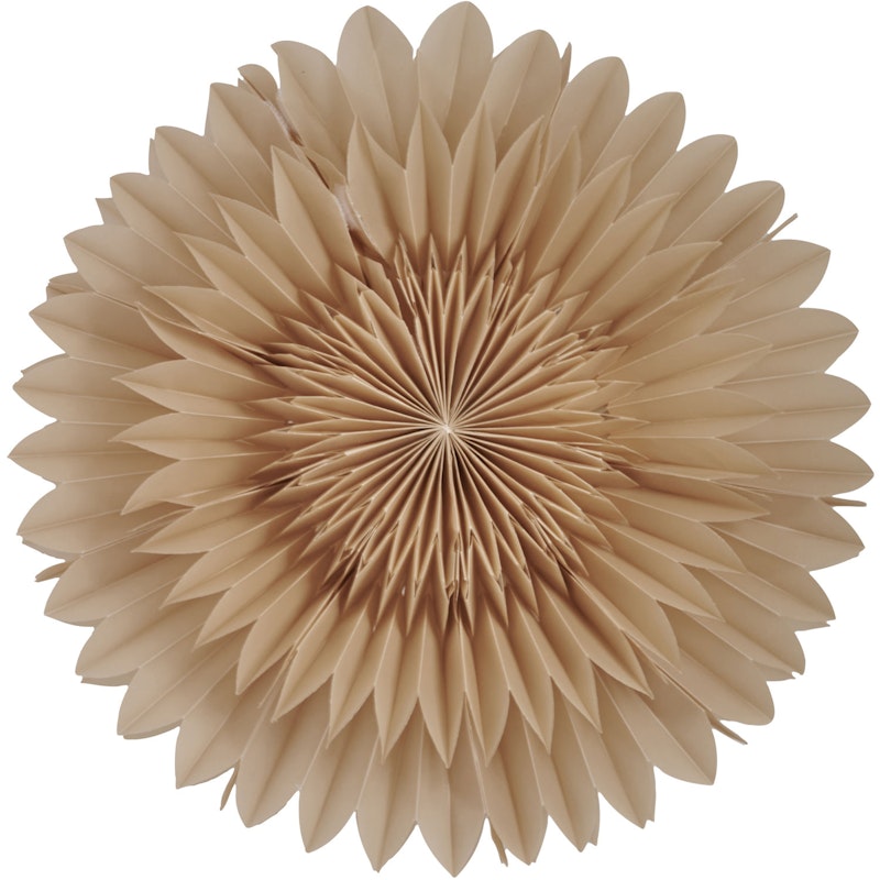 Lotus 44 Weihnachtsstern, Beige