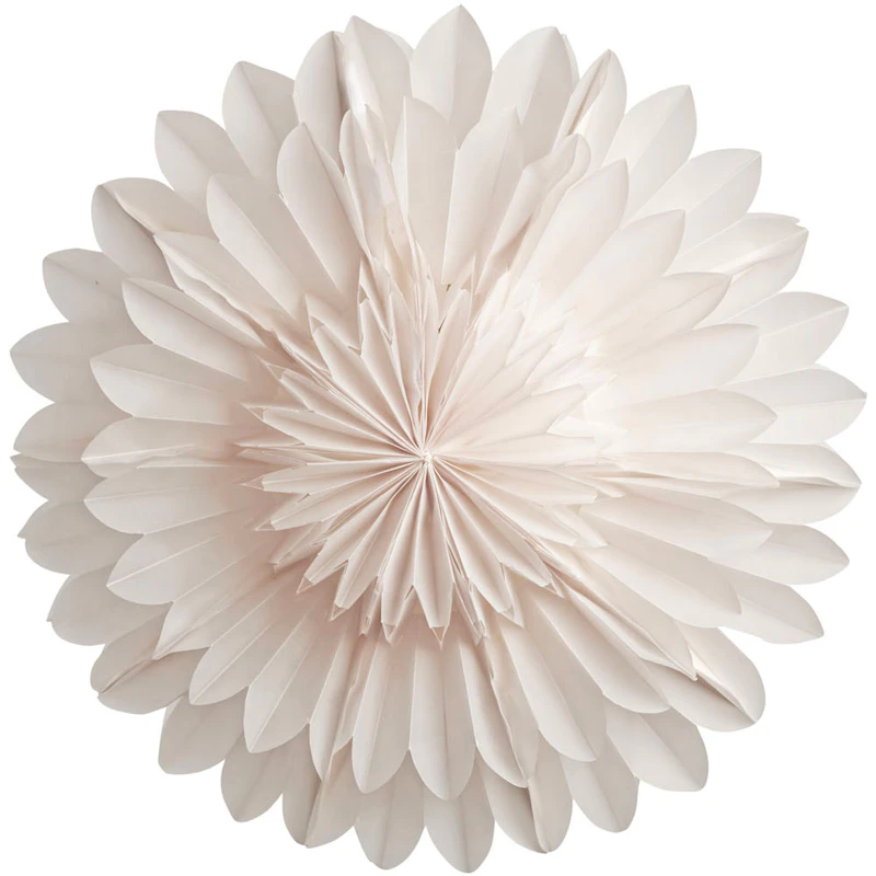 Lotus 44 Weihnachtsstern, Weiß